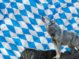 NAchdem der VGH die bayrische Wolfsverordnung gekippt hat, wir im Freistaat unter Hochdruck an einer neuen gearbeitet
