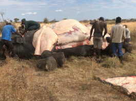 Botswana will 20.000 Elefanten abschießen