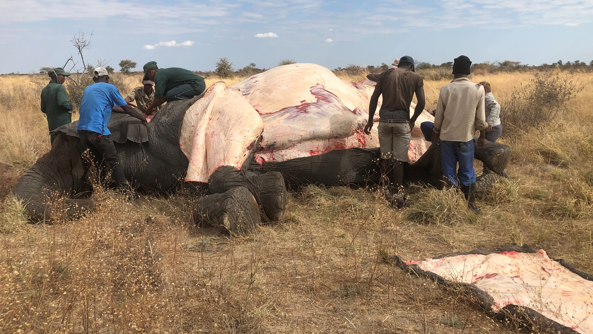 Botswana will 20.000 Elefanten abschießen