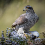 Azor – goshawk