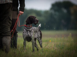 Jagdhund und sein Hundeführer auf einer Wiese