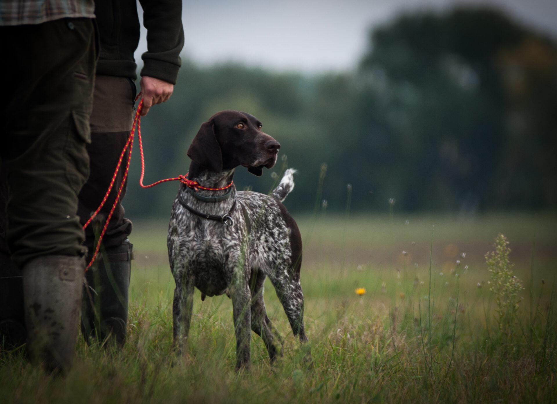 Jagdhund und sein Hundeführer auf einer Wiese